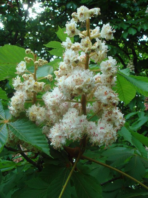 Aesculus hippocastanum 'Baumannii' fleur